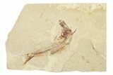 Cretaceous Fossil Fish (Scombroclupea?) - Lebanon #258864-1